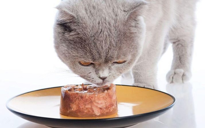 Можно ли кормить кошку влажным и натуральным кормом одновременно