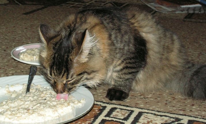 Можно ли кормить кошку влажным и натуральным кормом одновременно