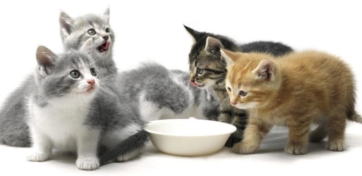 Какое детское питание лучше для кошек thumbnail