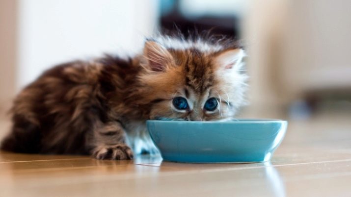 Корм для кошек детское питание