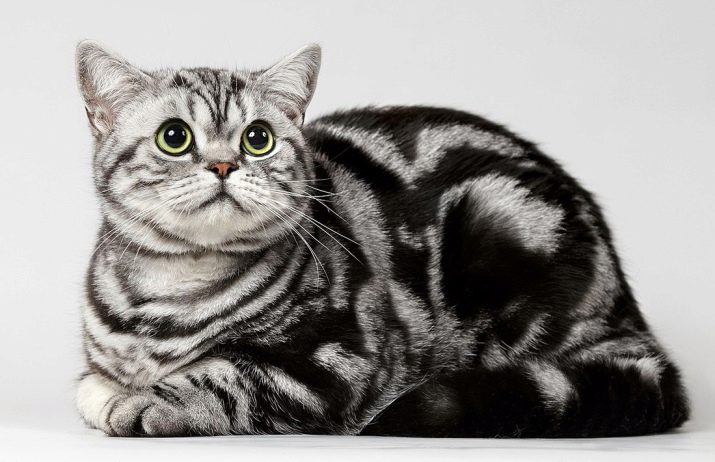 Фото британской кошки породы вискас