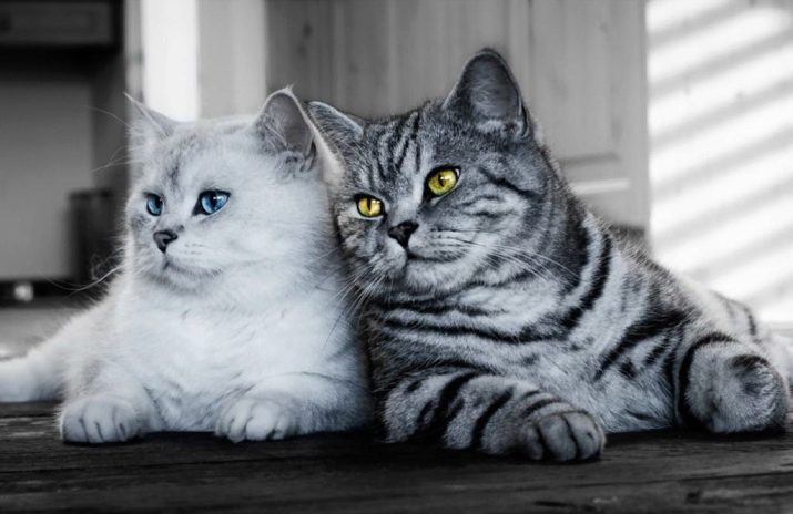Кошки британской породы редких окрасов