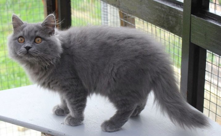 Кошки породы британская короткошерстная голубая кошка