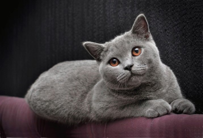 Особенности породы британской голубой кошки