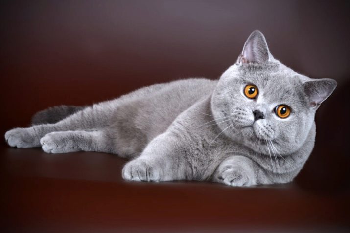 Фото кошки британской породы голубого окраса фото