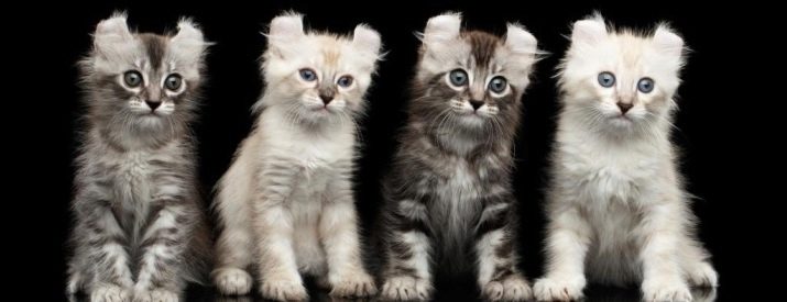 Породы кошек с фотографиями названиями американская