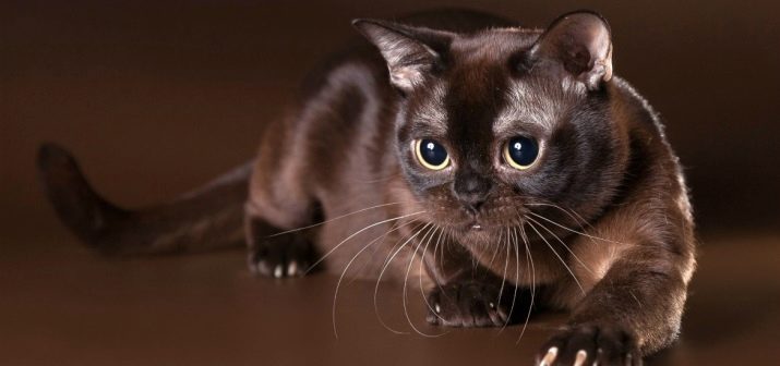 Американская порода кошек фото и описание