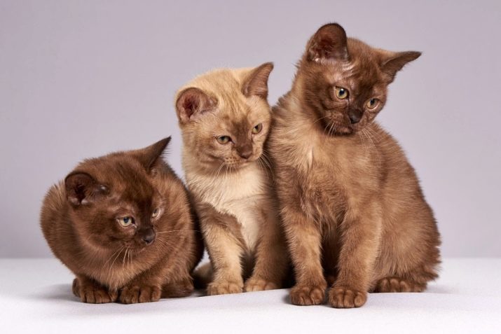 Американские кошки породы фото и названия