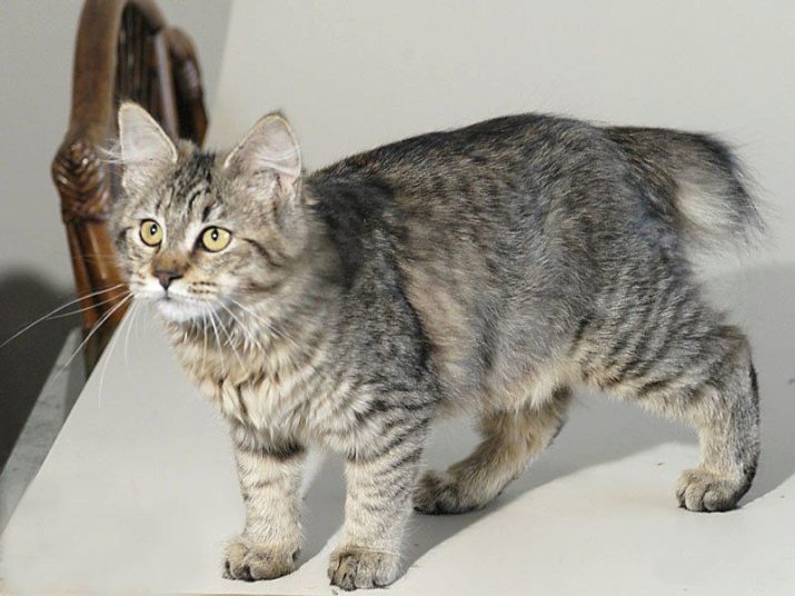 Породы кошек американских фото с названиями