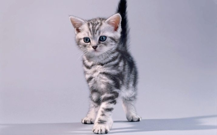 Американская кошка фото и названия их пород