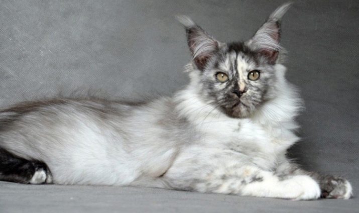 Кошки породы мэйкун фото цвета