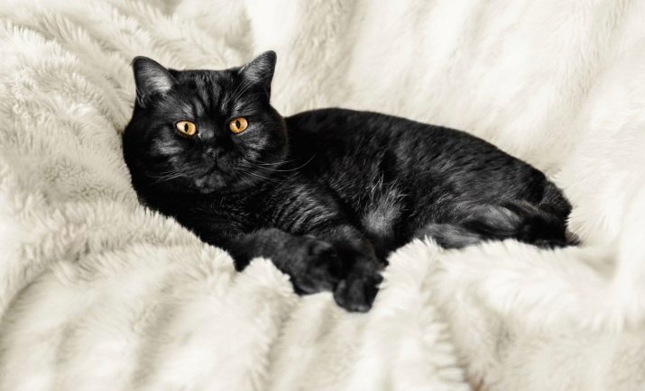Черная кошка породы британец фото