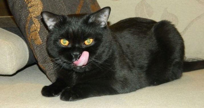 Английские породы черных кошек