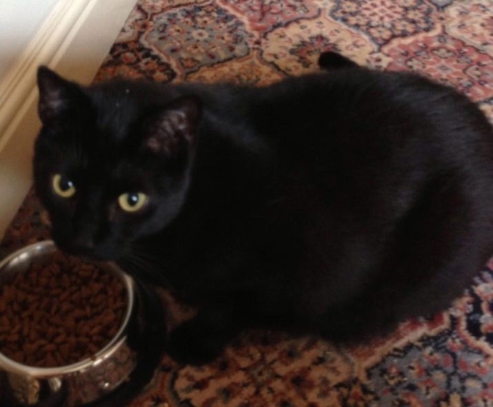 Кошки британской породы черного окраса фото