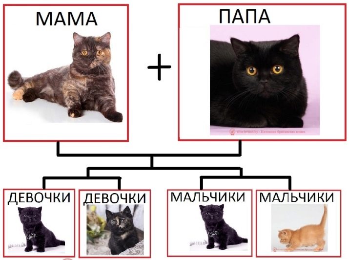 Британская порода кошки с черным окрасом