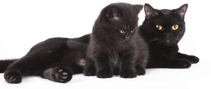 Кошки британской породы черного цвета