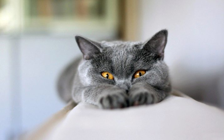 Фото кошки британской породы характер