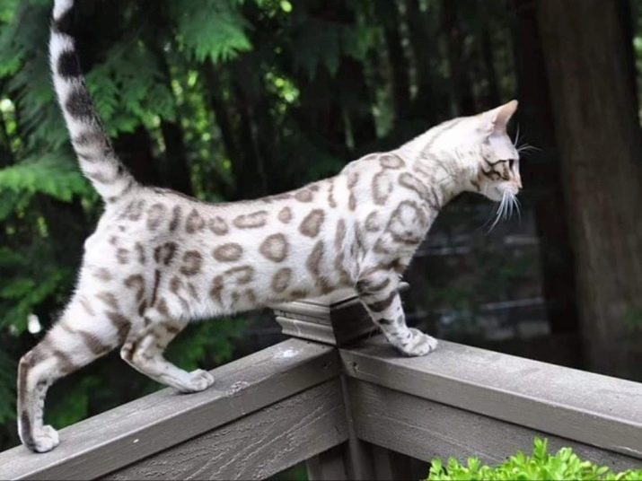 Породы кошек бенгальская белые