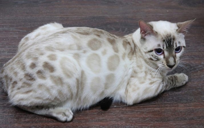 Порода кошек бенгальская кошка снежного окраса