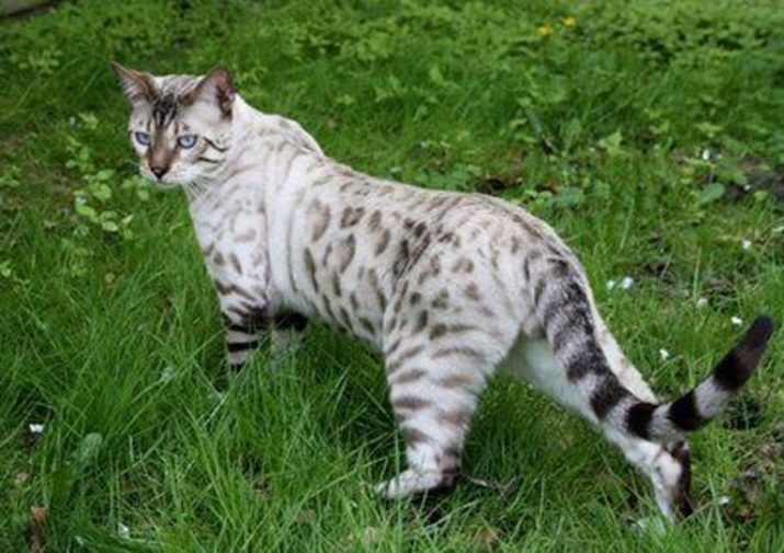 Кошки бенгальской породы белые
