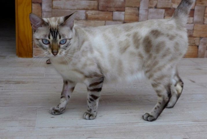 Порода кошек бенгальская кошка снежного окраса