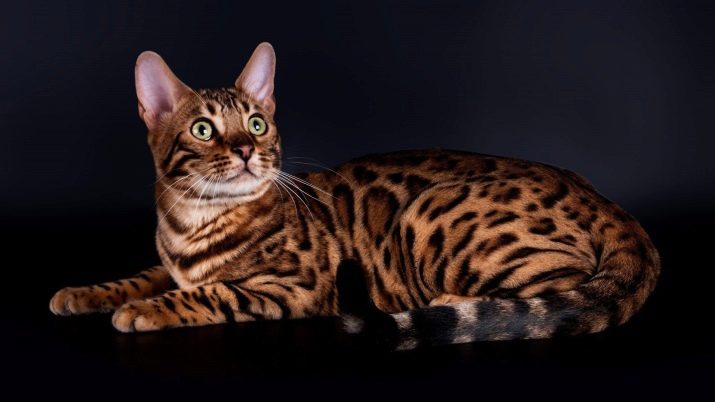 Кошка окраса тигра порода