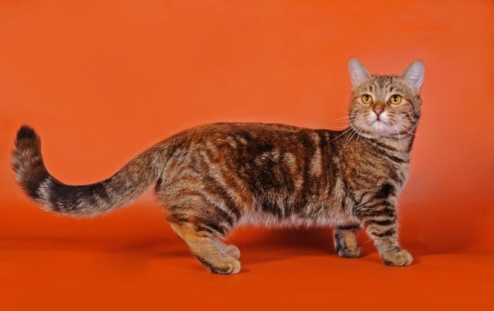 Порода кошки с тигриным окрасом