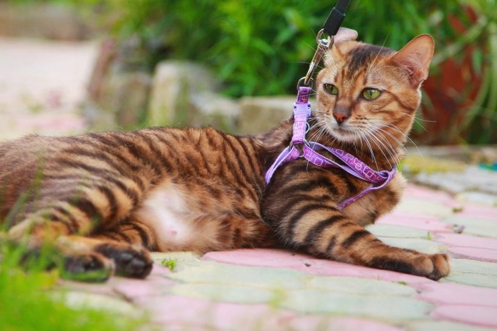 Порода кошки окраски тигра