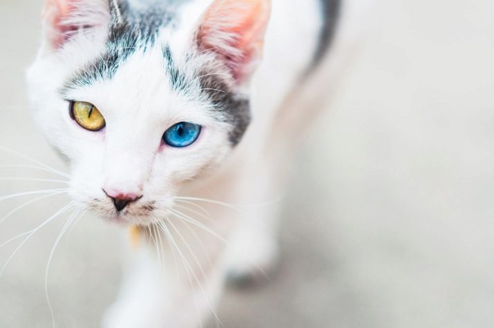 Как называется порода кошки с разным цветом глаз