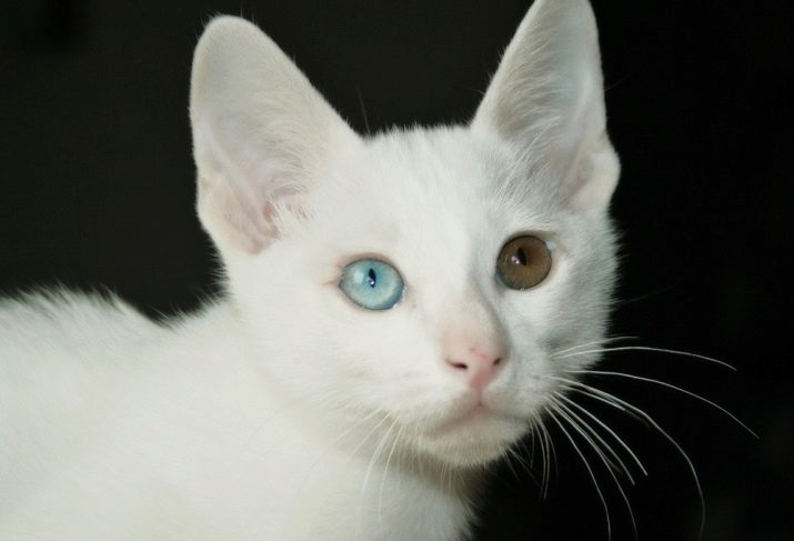 Породы кошек с разными цвета глаз фото thumbnail