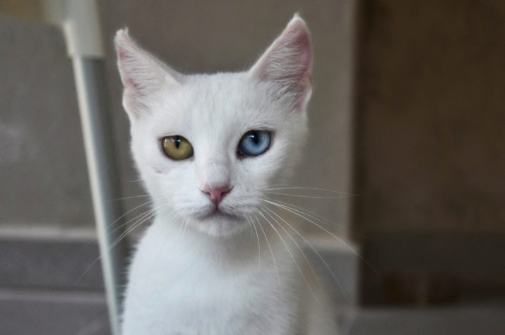 Порода кошек у которых разный цвет глаз