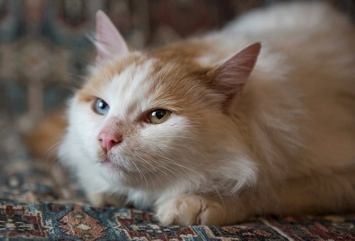 Породы кошек с разными цвета глаз фото