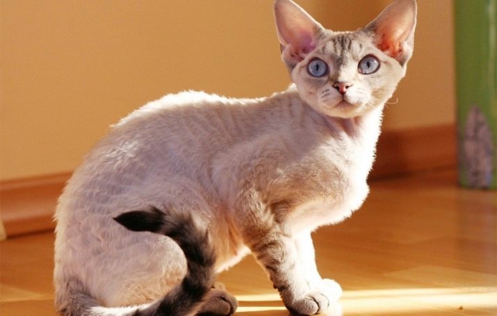 Породы кошек с завитками на шерсти
