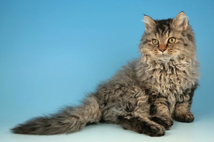 Породы кудрявых кошек с фотографиями и названиями пород