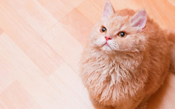 Порода кошек с короткой волнистой шерстью