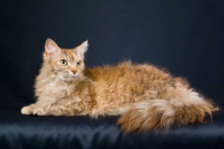 Порода кошек с короткой волнистой шерстью