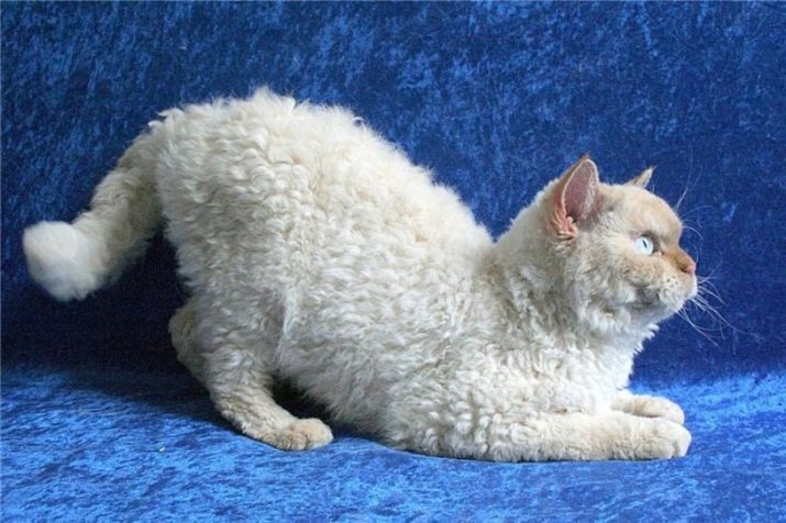 Как порода кудрявых кошек фото