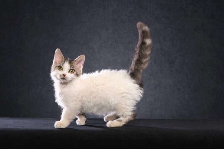 Кудрявые кошки породы фото и названия