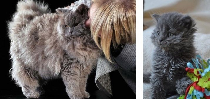 Породы кудрявых кошек с фотографиями и названиями пород