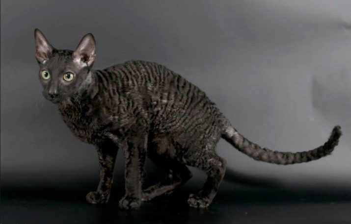 Кошки с кудрявой шерстью порода фото