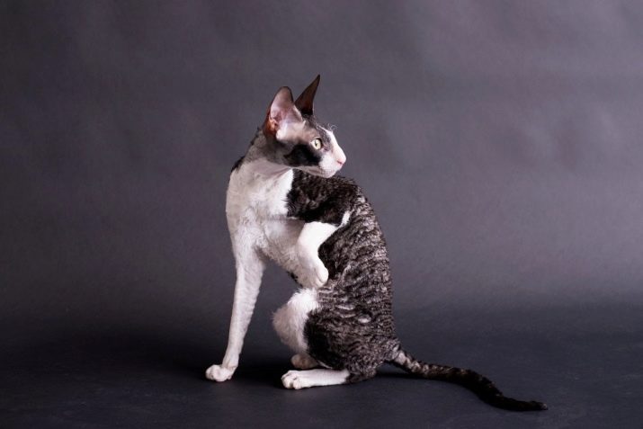 Как порода кудрявых кошек фото