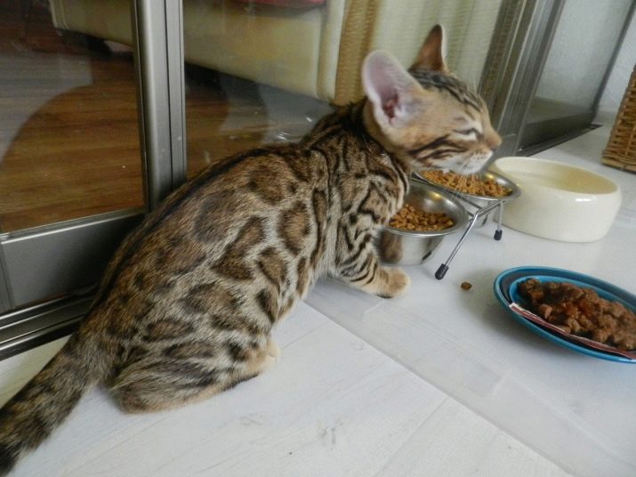 Каким кормом кормить бенгальскую кошку