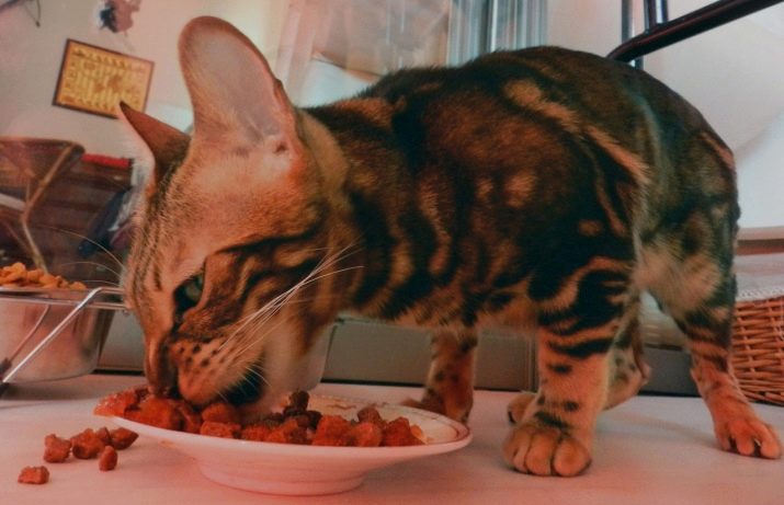 Каким сухим кормом кормить бенгальскую кошку