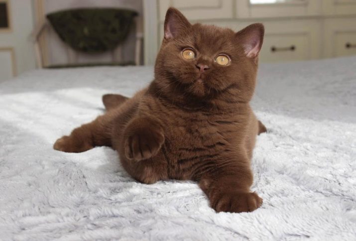 Описание британской рыжей породы кошек