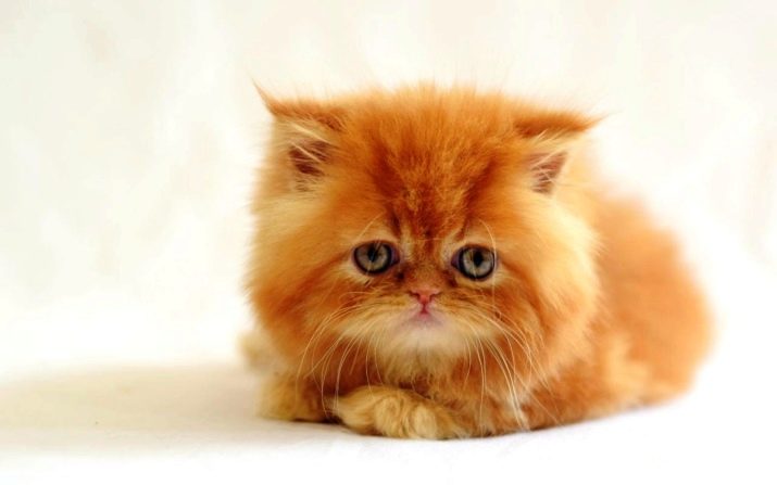 Породы кошек перс рыжий