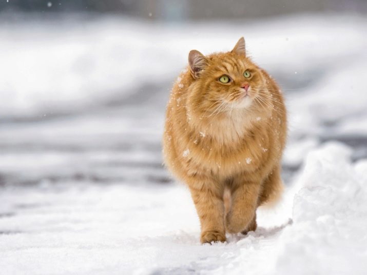 Кошки сибирской породы фото рыжие фото