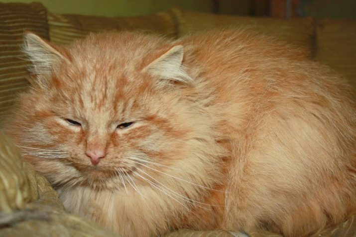 Сибирская порода кошек рыжий окрас thumbnail