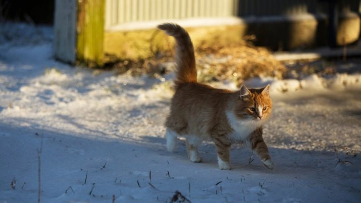 Сибирская порода кошек рыжий окрас