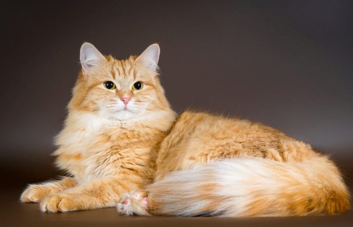 Порода кошек сибирская рыжая фото