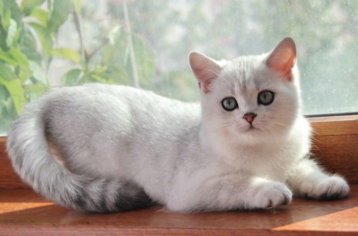 Серебристая британская порода кошек